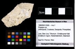 Foto (Objekt + Etiketten) von Prosopon sp. 